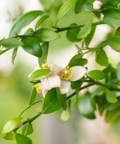 Brighter Blooms Citrus Trees Australian Finger Lime Tree