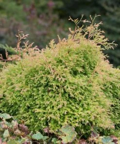 Brighter Blooms Fire Chief™ Thuja Shrub Evergreen & Privacy 6 Brighter Blooms Fire Chief™ Thuja Shrub Evergreen & Privacy