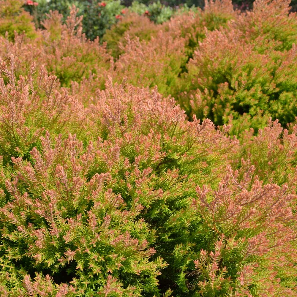 Brighter Blooms Fire Chief™ Thuja Shrub Evergreen & Privacy 2 Brighter Blooms Fire Chief™ Thuja Shrub Evergreen & Privacy