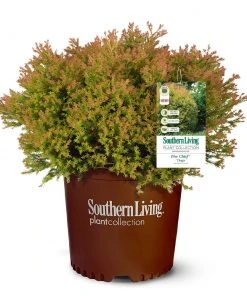 Brighter Blooms Fire Chief™ Thuja Shrub Evergreen & Privacy 7 Brighter Blooms Fire Chief™ Thuja Shrub Evergreen & Privacy