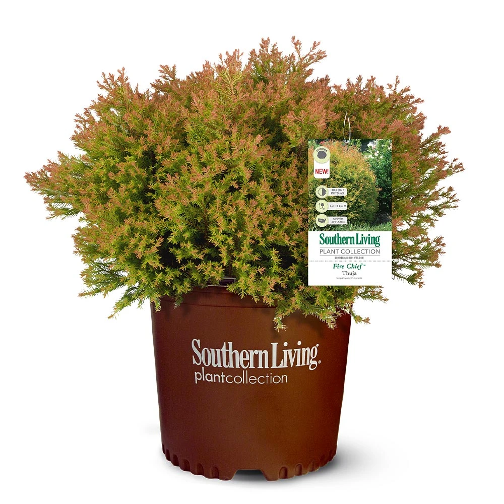 Brighter Blooms Fire Chief™ Thuja Shrub Evergreen & Privacy 4 Brighter Blooms Fire Chief™ Thuja Shrub Evergreen & Privacy
