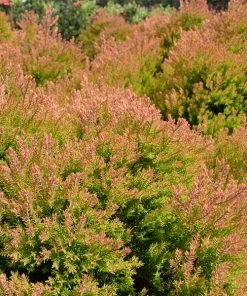 Brighter Blooms Fire Chief™ Thuja Shrub Evergreen & Privacy