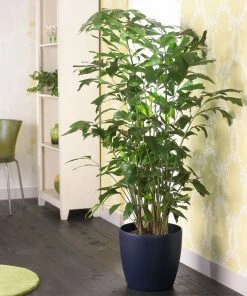 Brighter Blooms Fishtail Palm