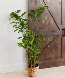 Brighter Blooms Fishtail Palm 9 Brighter Blooms Fishtail Palm