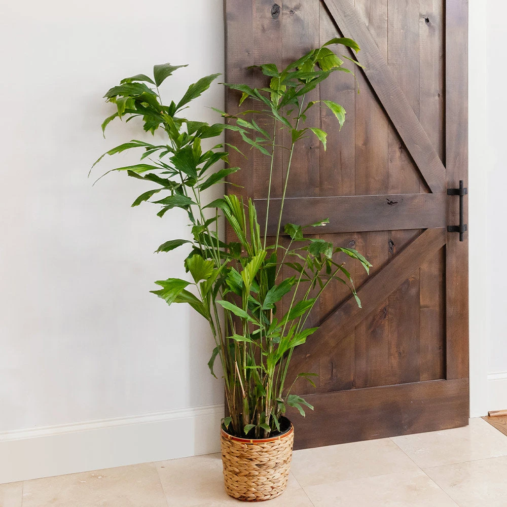 Brighter Blooms Fishtail Palm 4 Brighter Blooms Fishtail Palm