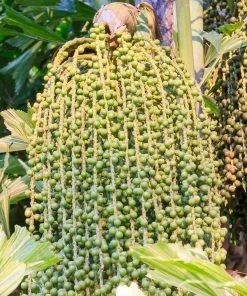 Brighter Blooms Fishtail Palm 10 Brighter Blooms Fishtail Palm