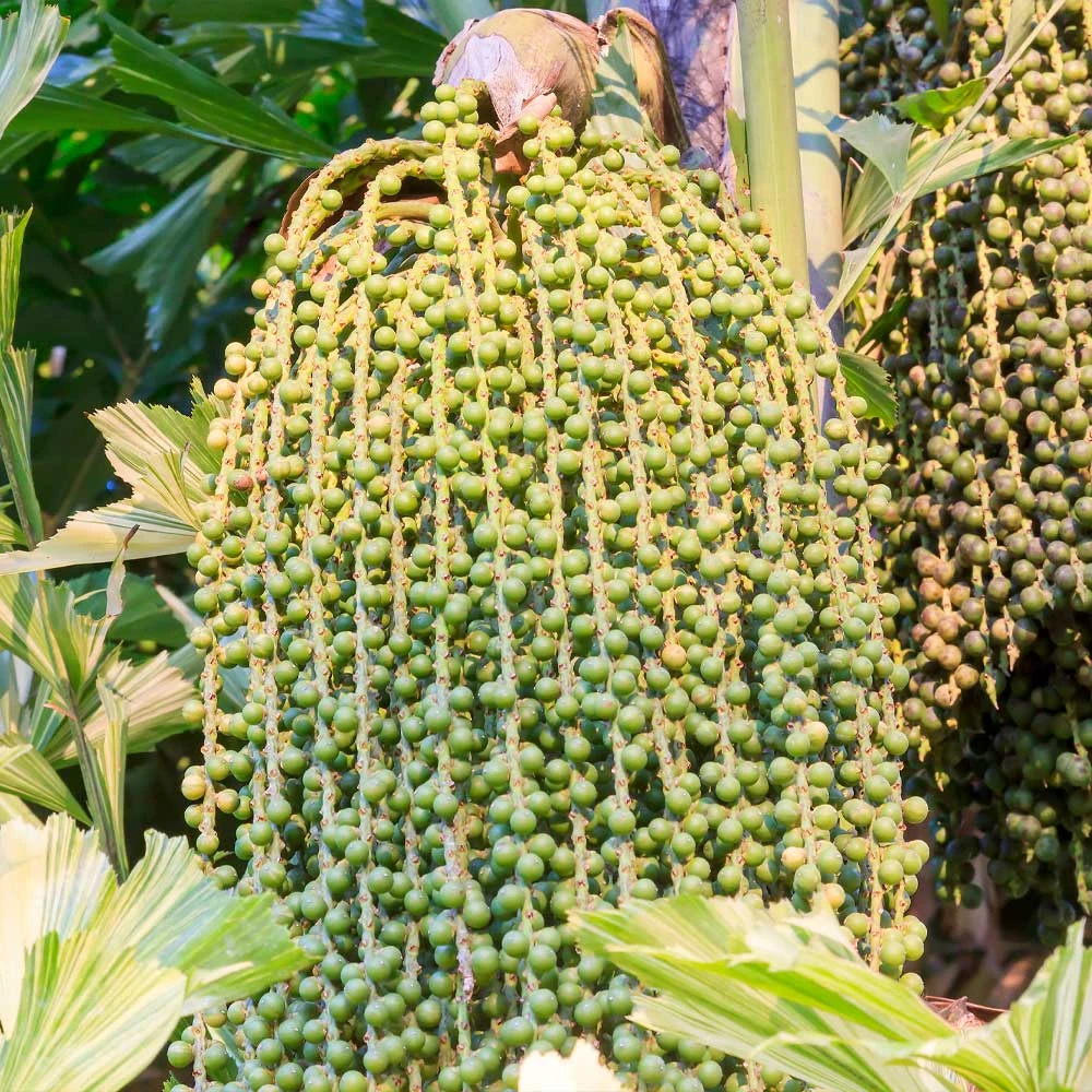 Brighter Blooms Fishtail Palm 5 Brighter Blooms Fishtail Palm
