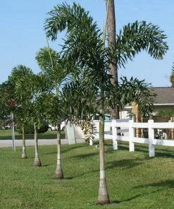 Brighter Blooms Fishtail Palm 8 Brighter Blooms Fishtail Palm