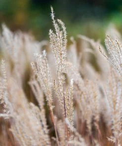 Brighter Blooms Flame Grass Ornamental Grasses 9 Brighter Blooms Flame Grass Ornamental Grasses