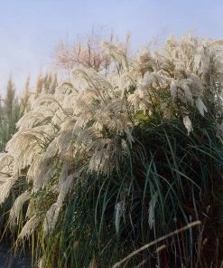 Brighter Blooms Flame Grass Ornamental Grasses 7 Brighter Blooms Flame Grass Ornamental Grasses