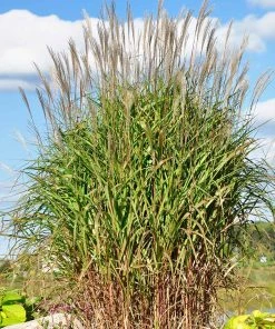 Brighter Blooms Flame Grass Ornamental Grasses 8 Brighter Blooms Flame Grass Ornamental Grasses