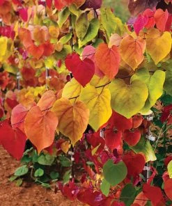 Brighter Blooms Flame Thrower® Redbud Tree 8 Brighter Blooms Flame Thrower® Redbud Tree