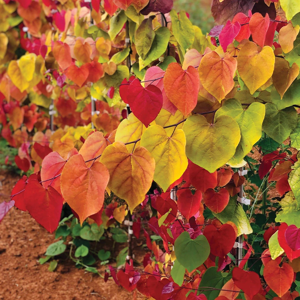 Brighter Blooms Flame Thrower® Redbud Tree 3 Brighter Blooms Flame Thrower® Redbud Tree