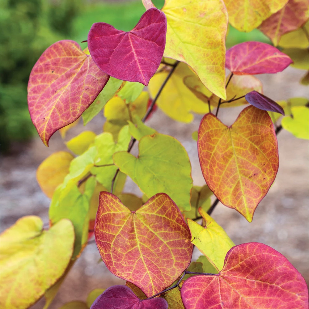 Brighter Blooms Flame Thrower® Redbud Tree 5 Brighter Blooms Flame Thrower® Redbud Tree
