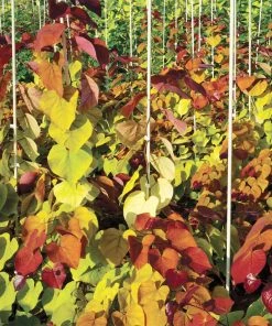 Brighter Blooms Flame Thrower® Redbud Tree 11 Brighter Blooms Flame Thrower® Redbud Tree