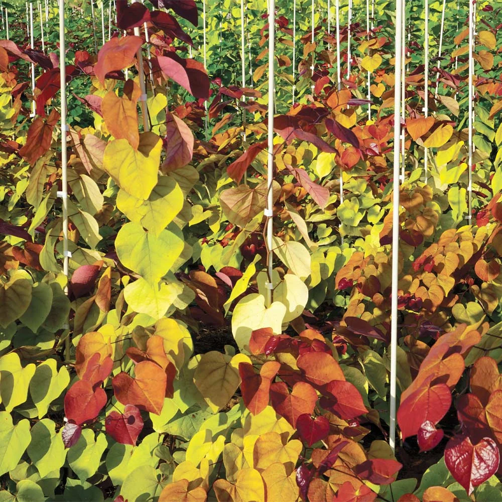 Brighter Blooms Flame Thrower® Redbud Tree 6 Brighter Blooms Flame Thrower® Redbud Tree