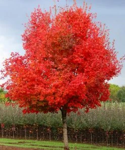 Brighter Blooms Flashfire® Maple Tree