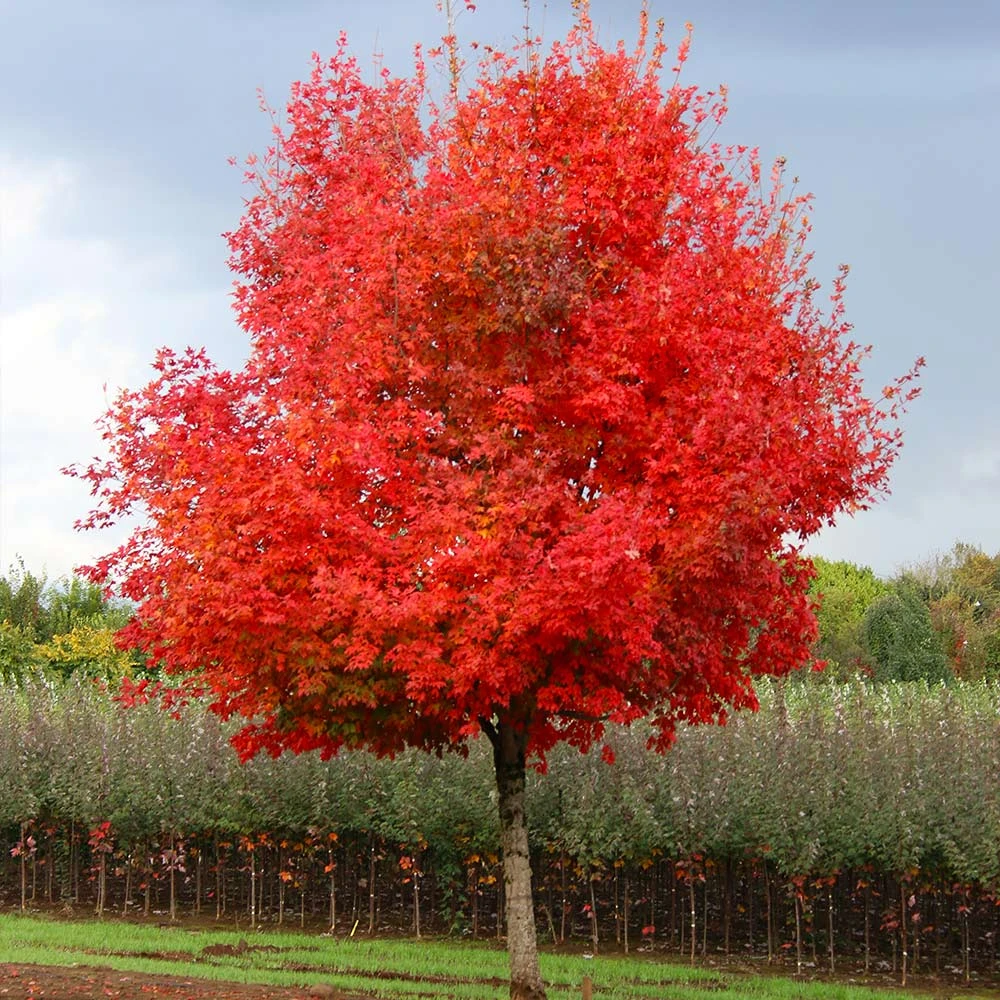Brighter Blooms Flashfire® Maple Tree 2 Brighter Blooms Flashfire® Maple Tree