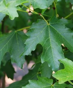 Brighter Blooms Flashfire® Maple Tree 5 Brighter Blooms Flashfire® Maple Tree