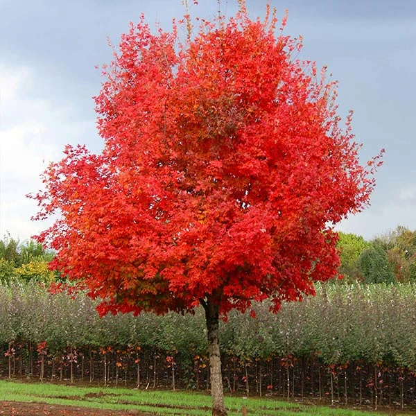 Brighter Blooms Flashfire® Maple Tree 1 Brighter Blooms Flashfire® Maple Tree