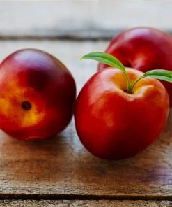 Brighter Blooms Flavortop Nectarine Tree Fruit Trees 6 Brighter Blooms Flavortop Nectarine Tree Fruit Trees