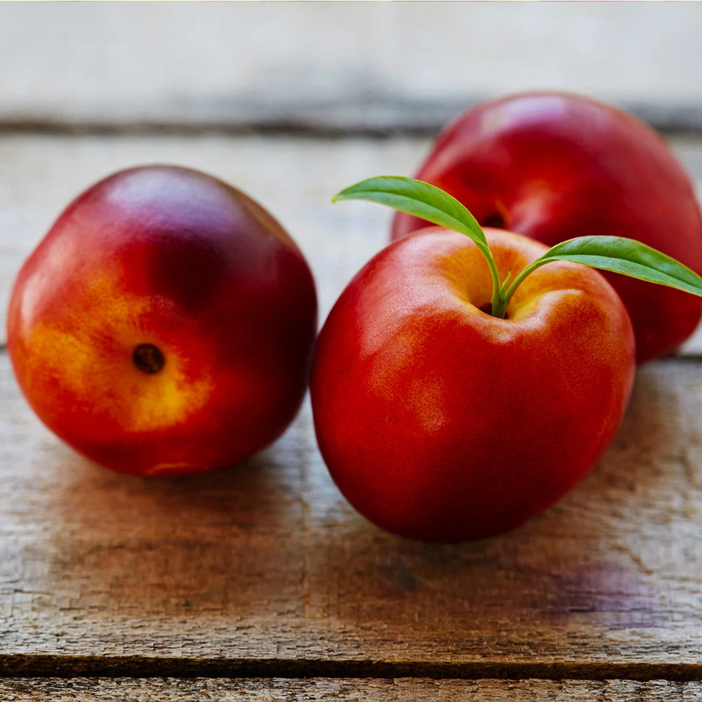 Brighter Blooms Flavortop Nectarine Tree Fruit Trees 3 Brighter Blooms Flavortop Nectarine Tree Fruit Trees