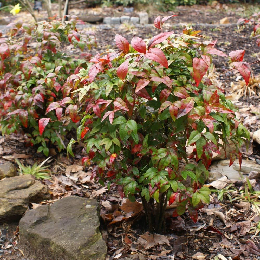 Brighter Blooms Shrubs & Hedges Flirt™ Nandina Bush 2 Brighter Blooms Shrubs & Hedges Flirt™ Nandina Bush