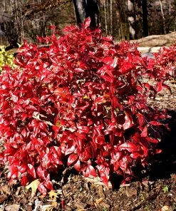 Brighter Blooms Shrubs & Hedges Flirt™ Nandina Bush 5 Brighter Blooms Shrubs & Hedges Flirt™ Nandina Bush