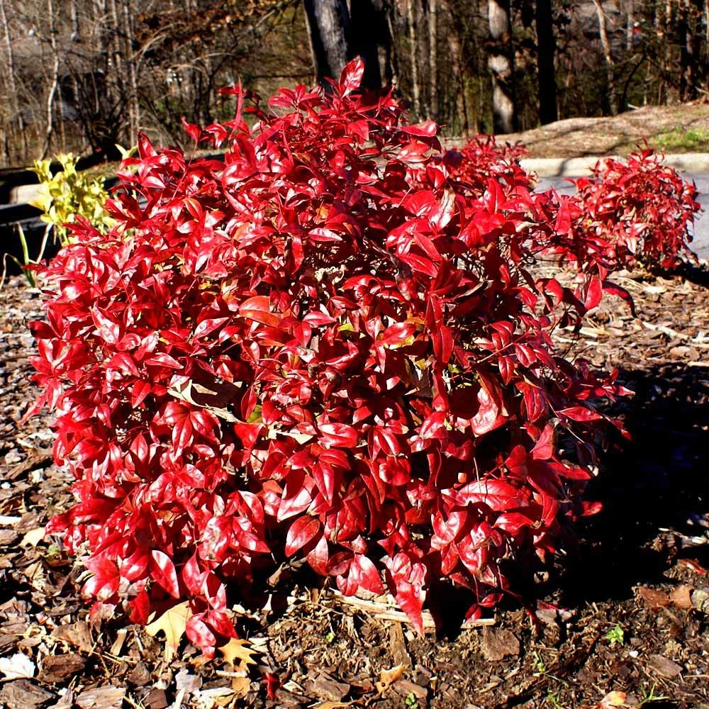 Brighter Blooms Shrubs & Hedges Flirt™ Nandina Bush 3 Brighter Blooms Shrubs & Hedges Flirt™ Nandina Bush