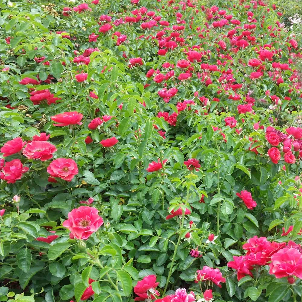 NO WARRANTY Flower Carpet Red Rose Disease Resistant 2 NO WARRANTY Flower Carpet Red Rose Disease Resistant