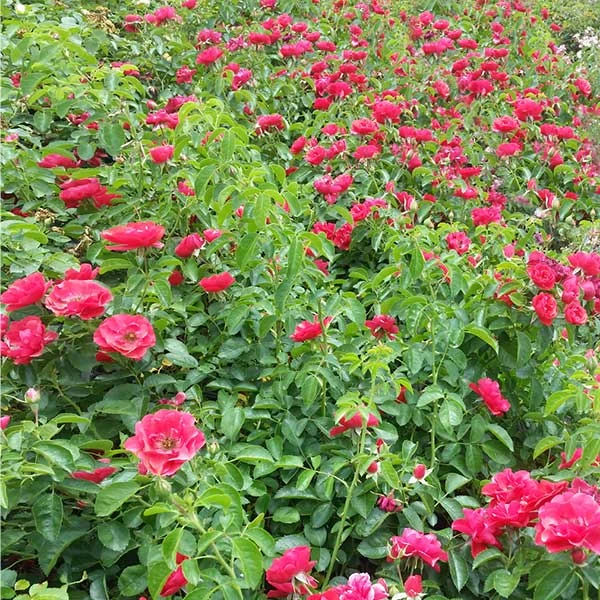 NO WARRANTY Flower Carpet Red Rose Disease Resistant 1 NO WARRANTY Flower Carpet Red Rose Disease Resistant