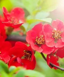 Brighter Blooms Red Flowering Quince Tree