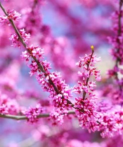 Brighter Blooms Forest Pansy Redbud Tree Flowering Trees 8 Brighter Blooms Forest Pansy Redbud Tree Flowering Trees