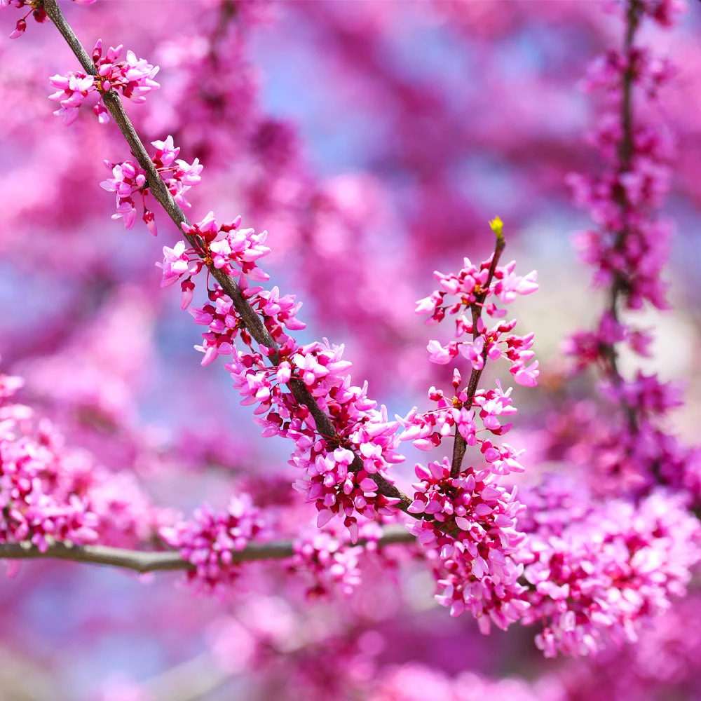 Brighter Blooms Forest Pansy Redbud Tree Flowering Trees 4 Brighter Blooms Forest Pansy Redbud Tree Flowering Trees