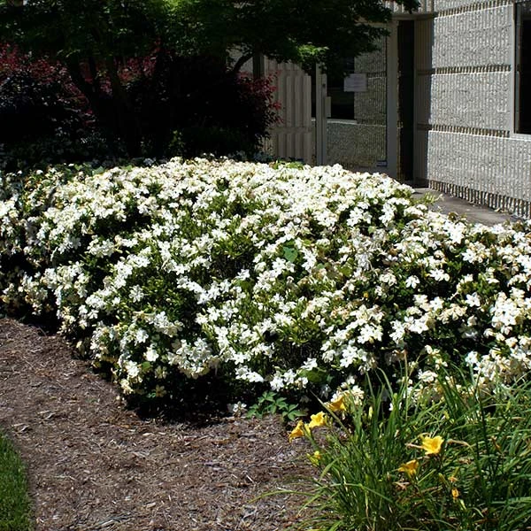 BrighterBlooms.com Four Seasons Gardenia Shrub SHOP ALL 1 BrighterBlooms.com Four Seasons Gardenia Shrub SHOP ALL