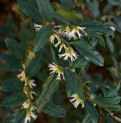 Brighter Blooms Fragrant Sweetbox Shrubs & Hedges