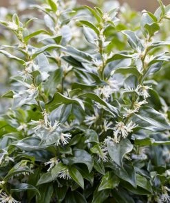 Brighter Blooms Fragrant Sweetbox Shrubs & Hedges 5 Brighter Blooms Fragrant Sweetbox Shrubs & Hedges