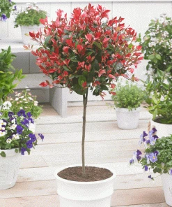 Brighter Blooms SHOP ALL Fraser Photinia Tree