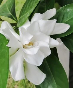 Brighter Blooms Shrubs & Hedges Frost Proof Gardenia Shrub 6 Brighter Blooms Shrubs & Hedges Frost Proof Gardenia Shrub