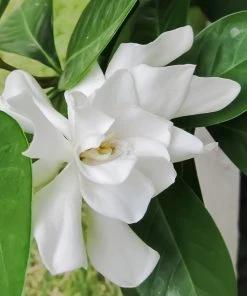 Brighter Blooms Shrubs & Hedges Frost Proof Gardenia Shrub