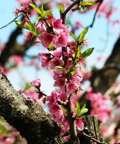 Brighter Blooms Fruit Trees Frost Proof Peach Tree 6 Brighter Blooms Fruit Trees Frost Proof Peach Tree