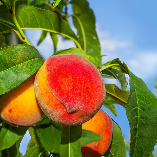 Brighter Blooms Fruit Trees Frost Proof Peach Tree 1 Brighter Blooms Fruit Trees Frost Proof Peach Tree