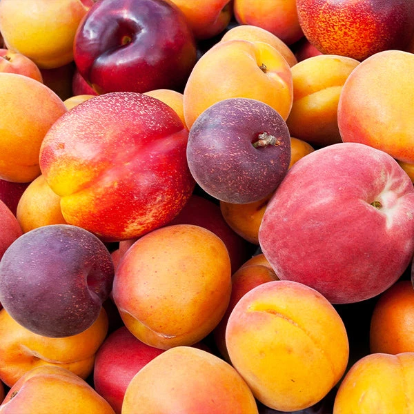 BrighterBlooms.com Fruit Cocktail Tree 1 BrighterBlooms.com Fruit Cocktail Tree