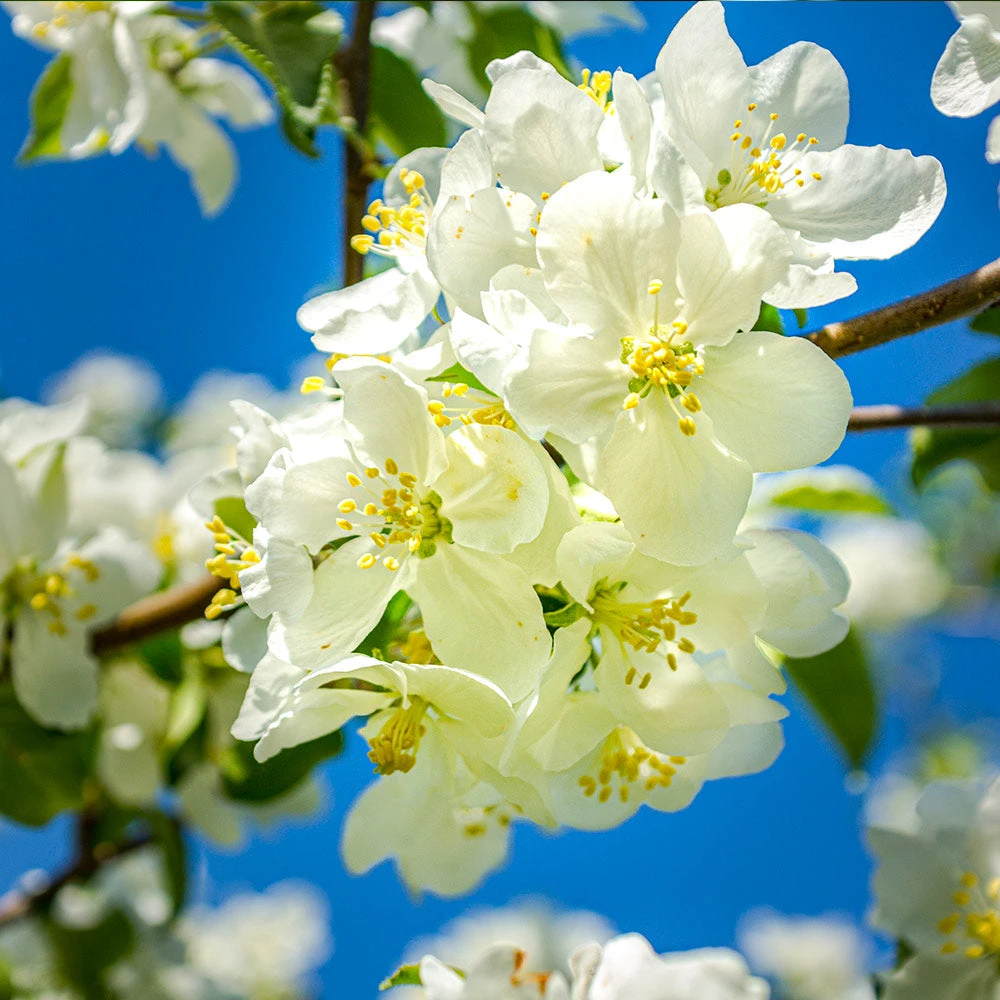 Brighter Blooms Fruit Trees Fuji Apple Tree 4 Brighter Blooms Fruit Trees Fuji Apple Tree