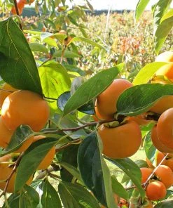 Brighter Blooms Fuyu Persimmon Tree 6 Brighter Blooms Fuyu Persimmon Tree