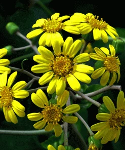 Brighter Blooms Shrubs & Hedges Giant Leopard Plant 5 Brighter Blooms Shrubs & Hedges Giant Leopard Plant