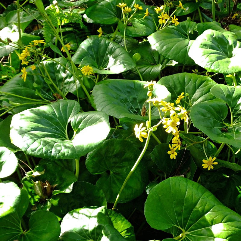 Brighter Blooms Shrubs & Hedges Giant Leopard Plant 2 Brighter Blooms Shrubs & Hedges Giant Leopard Plant