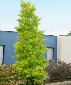 Brighter Blooms Shade Trees Goldspire Ginkgo Tree 8 Brighter Blooms Shade Trees Goldspire Ginkgo Tree