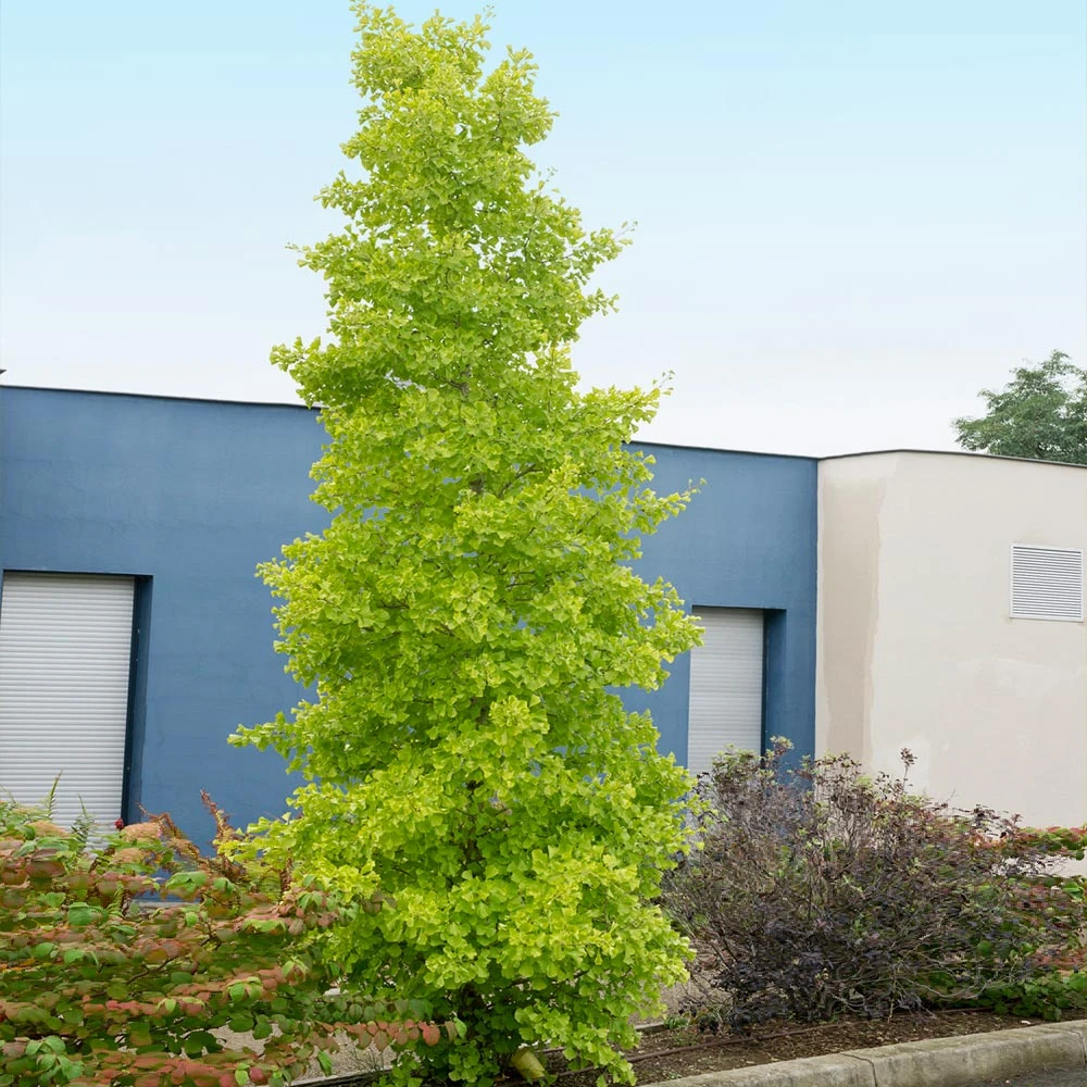 Brighter Blooms Shade Trees Goldspire Ginkgo Tree 4 Brighter Blooms Shade Trees Goldspire Ginkgo Tree