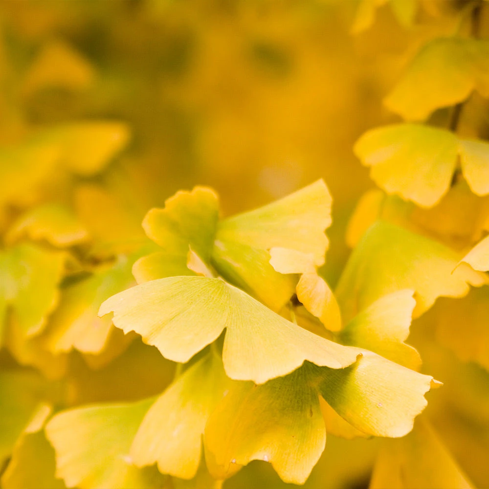Brighter Blooms Shade Trees Goldspire Ginkgo Tree 3 Brighter Blooms Shade Trees Goldspire Ginkgo Tree